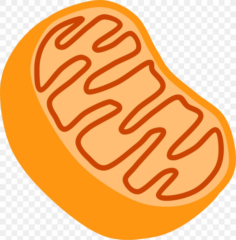 Mitochondrion Free Content Organelle Clip Art, PNG, 2206x2246px, Mitochondrion, Cell, Cell Biology, Chloroplast, Food Download Free