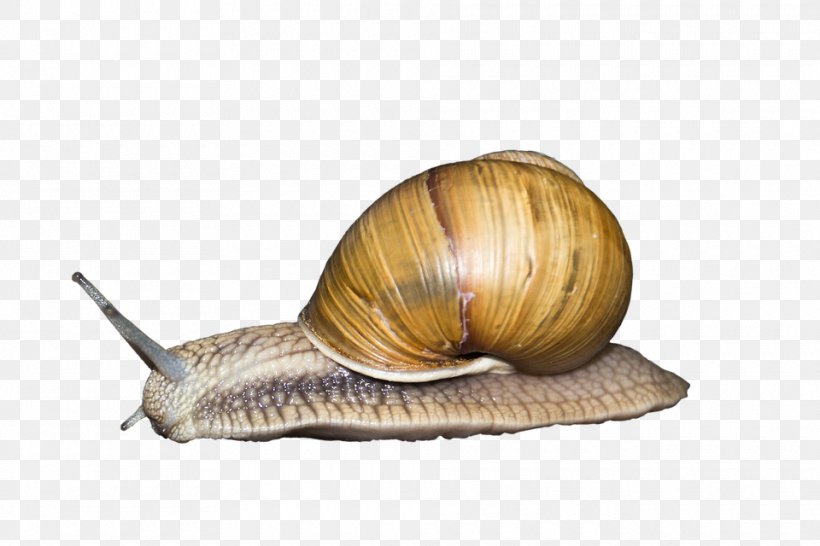 Snail Seashell Gastropod Shell Gastropods Animal, PNG, 960x640px, Escargot, Gastropod Shell, Giant African Snail, Image File Formats, Invertebrate Download Free