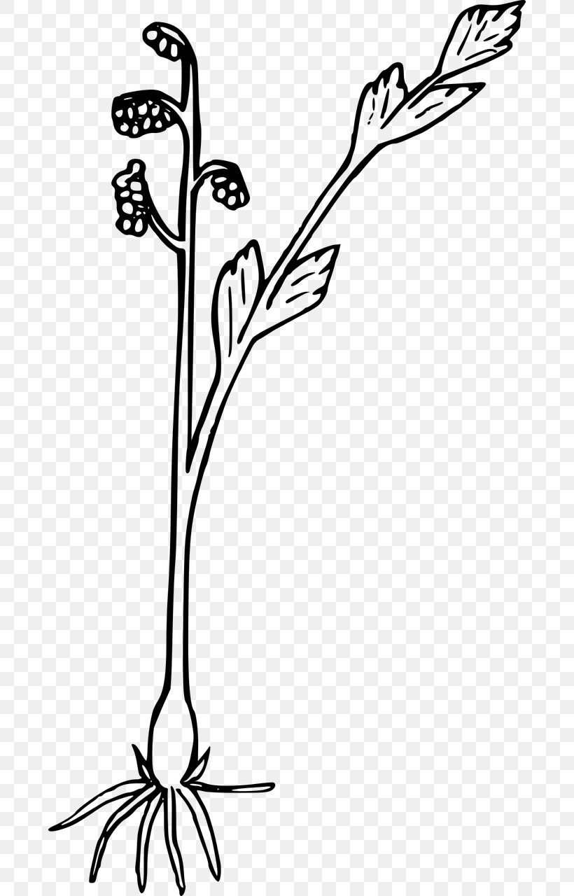 Clip Art, PNG, 682x1280px, Wildflower, Beak, Black And White, Branch, Flora Download Free