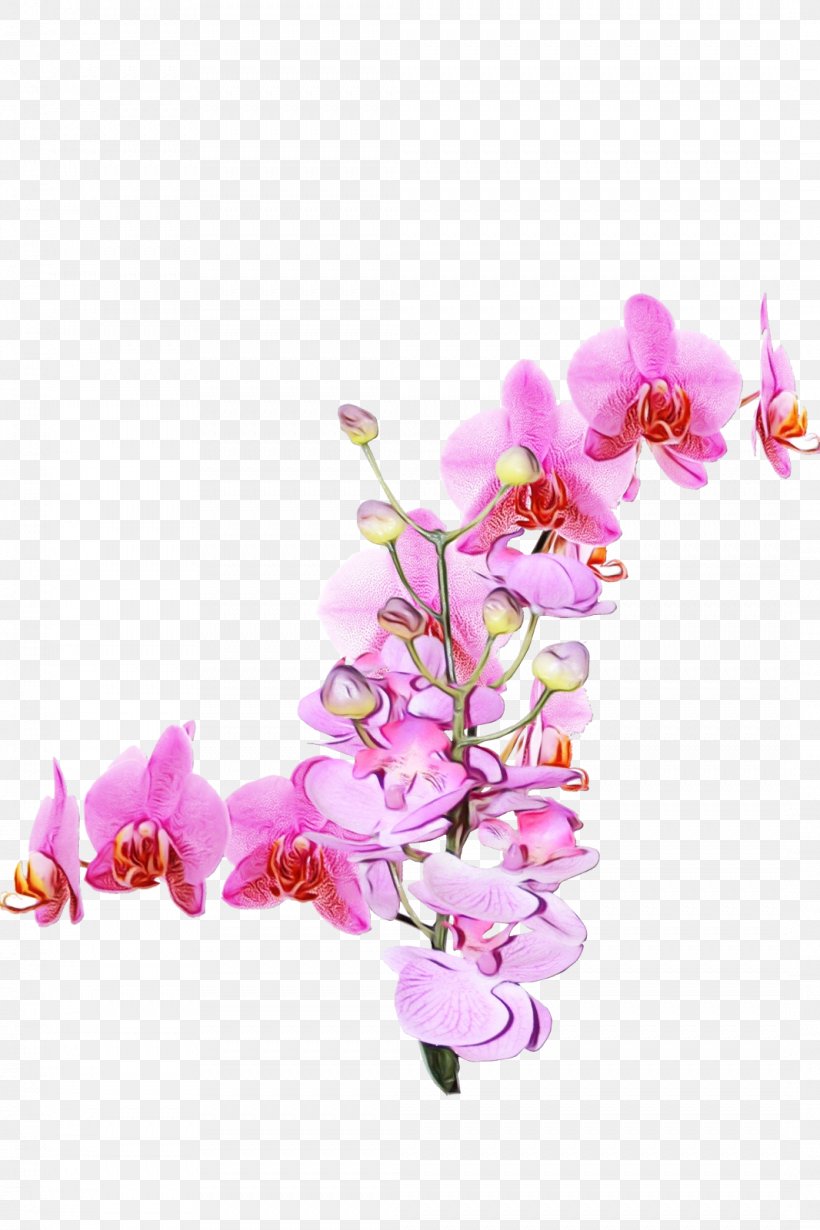 Flower Moth Orchid Pink Plant Branch, PNG, 1066x1600px, Watercolor, Branch, Cut Flowers, Flower, Moth Orchid Download Free