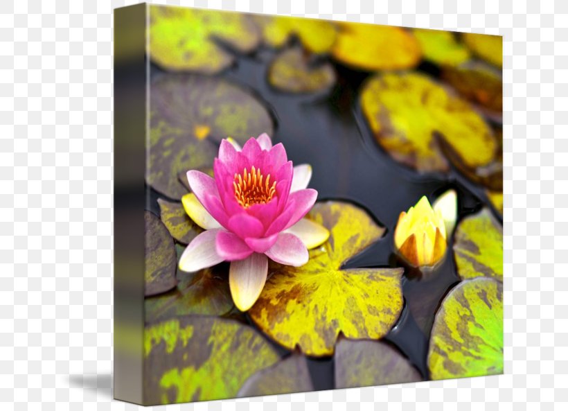 Gallery Wrap Canvas Flowering Plant Art Wildflower, PNG, 650x593px, Gallery Wrap, Aquatic Plant, Aquatic Plants, Art, Canvas Download Free