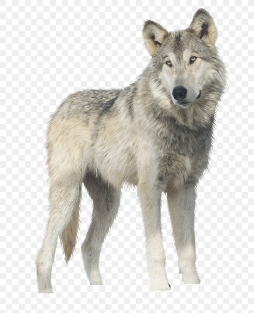 Gray Wolf Clip Art, PNG, 792x1009px, Gray Wolf, Black Wolf, Canis Lupus Tundrarum, Carnivoran, Coyote Download Free