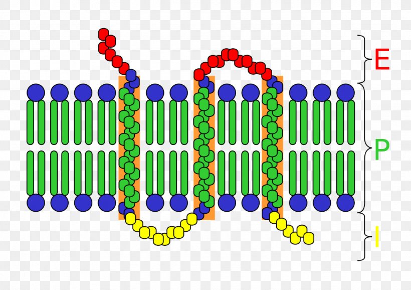 Cell Surface Receptor Transmembrane Protein Integral Membrane Protein, PNG, 1024x722px, Cell Surface Receptor, Area, Biochemistry, Biological Membrane, Biology Download Free