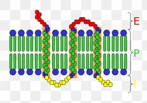 Cell Surface Receptor Transmembrane Protein Integral Membrane Protein PNG