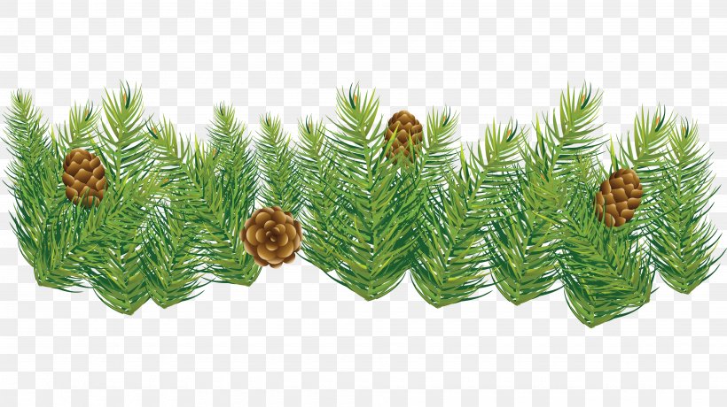 Fir Pine Spruce Conifer Cone, PNG, 3900x2188px, Pine, Berry, Branch, Cone, Conifer Download Free
