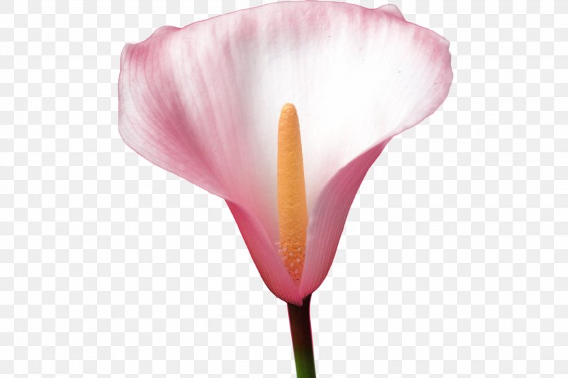Flower Petal Rosaceae Tulip Plant Stem, PNG, 3000x2000px, Flower, Closeup, Family, Flowering Plant, Petal Download Free