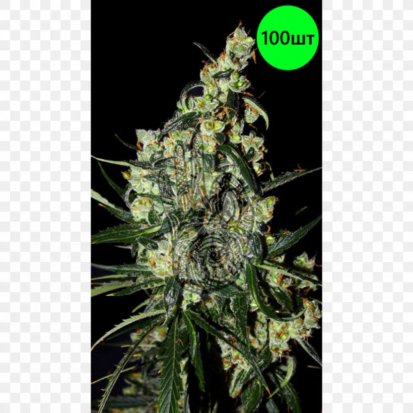Cannabis Sativa New Moon Seed, PNG, 1000x1000px, Cannabis, Cannabis Sativa, Hemp, Hemp Family, Hybrid Download Free