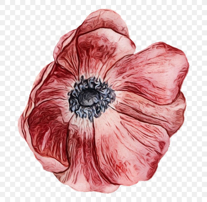 Drawing Of Family, PNG, 800x800px, Poppy Family, Anemone, Coquelicot, Drawing, Flower Download Free