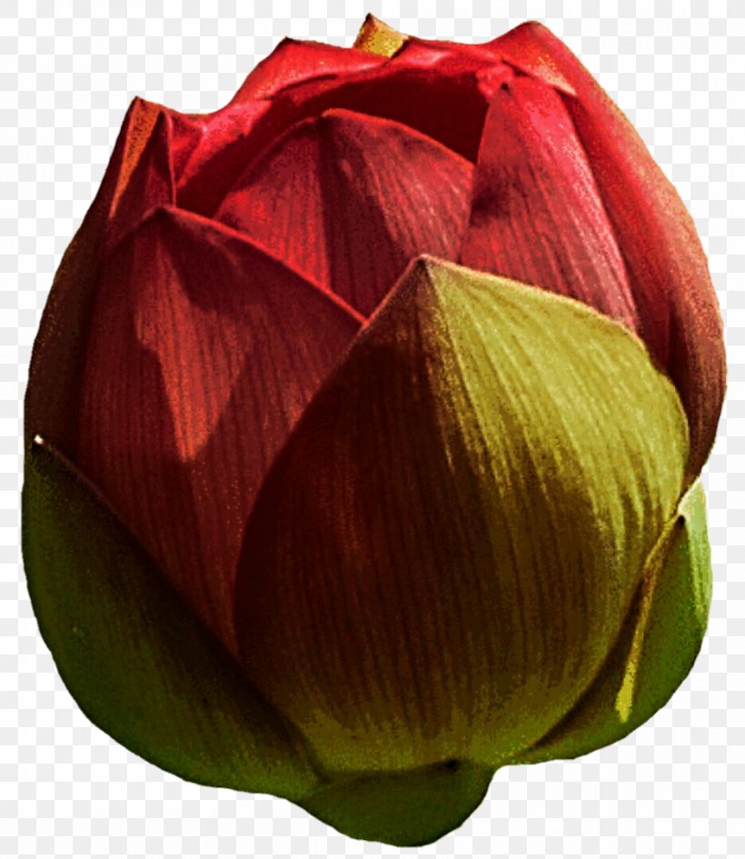 Petal Sacred Lotus Bud Clip Art Flower, PNG, 937x1080px, Petal, Bud, Cut Flowers, Flower, Leaf Download Free