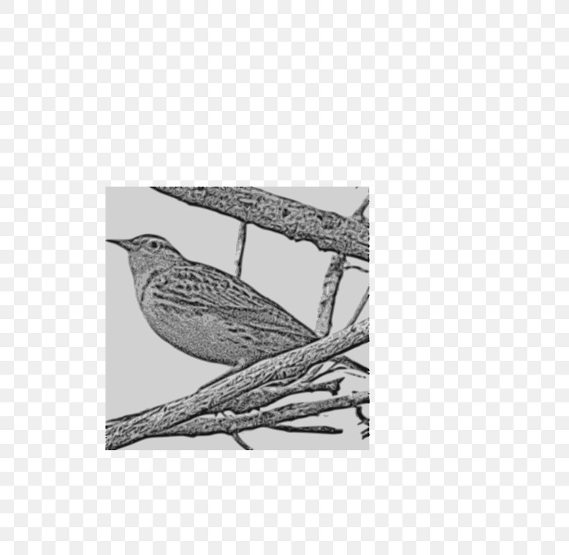 Western Meadowlark State Bird Clip Art Image, PNG, 566x800px, Western Meadowlark, Beak, Bird, Black And White, Branch Download Free