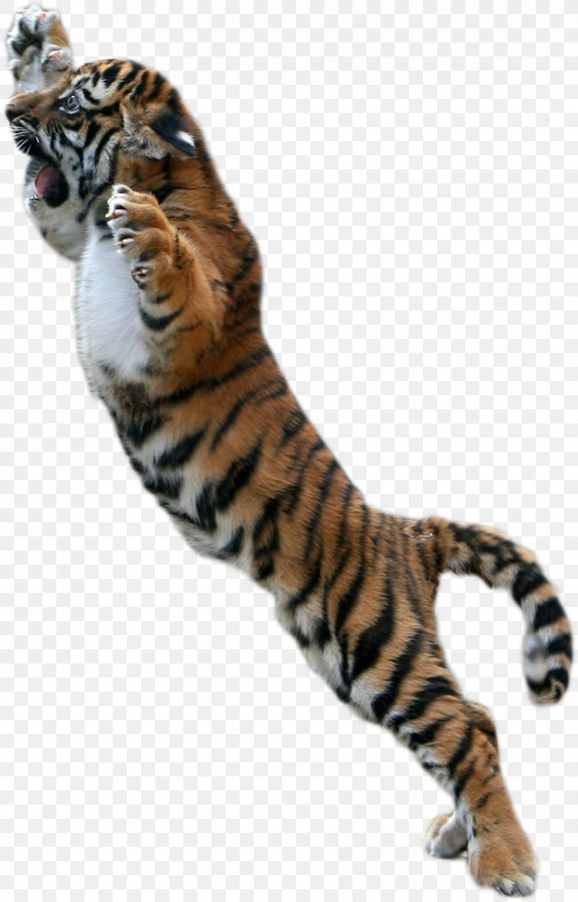 Bengal Tiger Cat White Tiger, PNG, 878x1369px, Bengal Tiger, Animal, Animation, Big Cats, Carnivoran Download Free