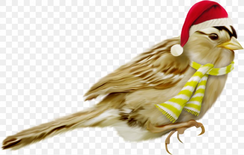 Bird Christmas Beak, PNG, 958x609px, Bird, Animal, Beak, Christmas, Feather Download Free