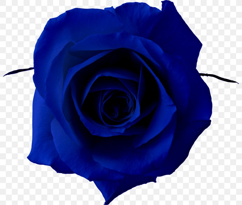 Blue Rose Clip Art, PNG, 800x695px, Blue Rose, Art, Blue, Blue Flower, Cobalt Blue Download Free