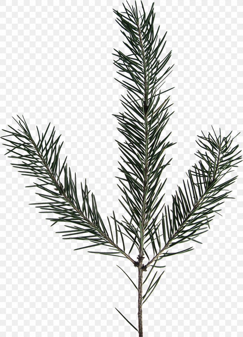 Family Tree Background, PNG, 2160x3000px, Spruce, American Larch, Arizona Cypress, Balsam Fir, Branch Download Free