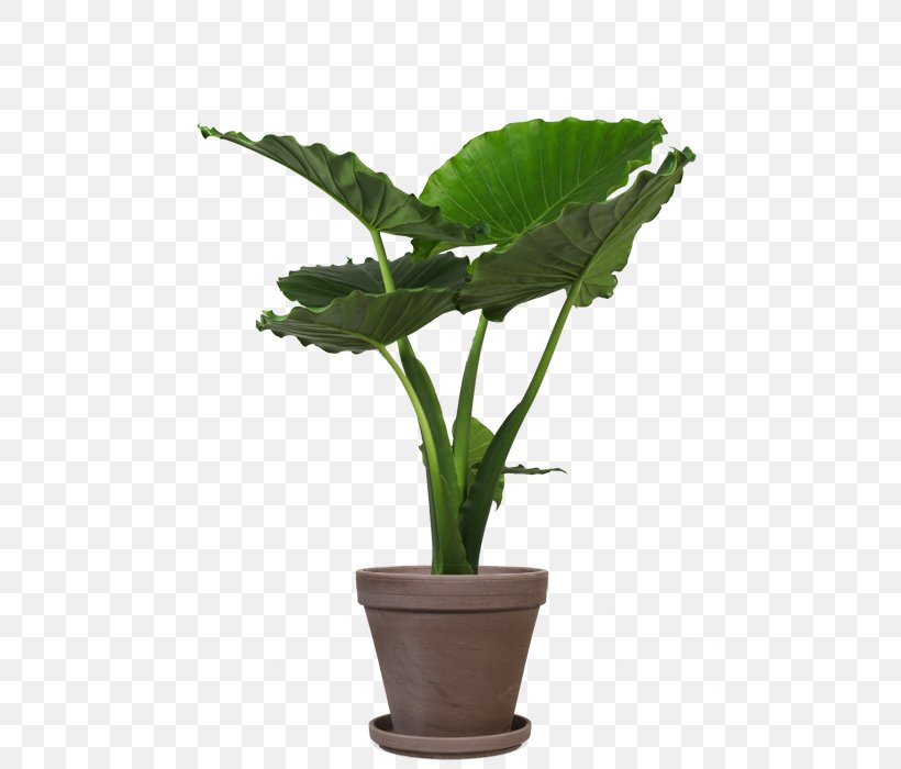Houseplant Flowerpot Alocasia Leaf Rubber Fig, PNG, 500x700px, Houseplant, Alocasia, Aloe Vera, Fig Trees, Flowerpot Download Free