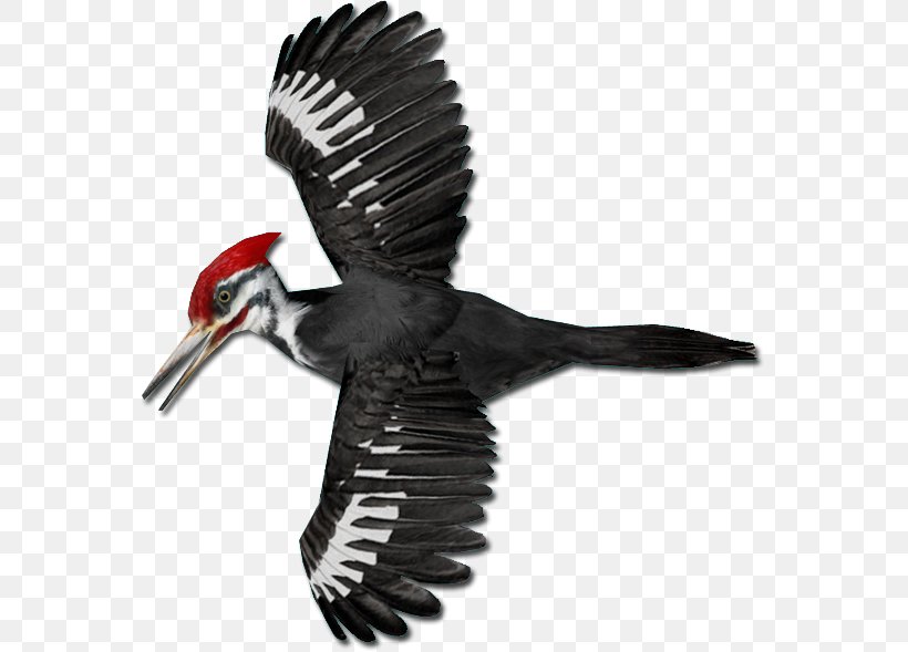Pileated Woodpecker Piciformes, PNG, 589x589px, Woodpecker, Beak, Bird, Black Woodpecker, European Green Woodpecker Download Free