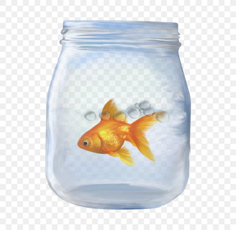 Goldfish Download Image Cartoon, PNG, 560x800px, Goldfish, Bonyfish, Bottle, Cartoon, Feeder Fish Download Free