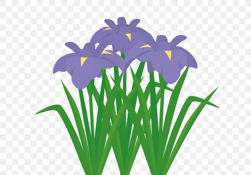Iris Sanguinea Sweet Flag Iris Ensata Var. Ensata Japanese Iris Clip Art, PNG, 640x573px, Iris Sanguinea, Flora, Flower, Flowering Plant, Flowerpot Download Free