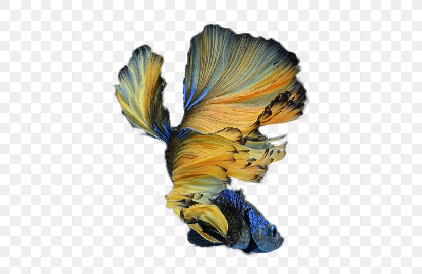 Siamese Fighting Fish, PNG, 582x534px, Siamese Fighting Fish, Designer, Fish, Moths And Butterflies, Paradise Fish Download Free