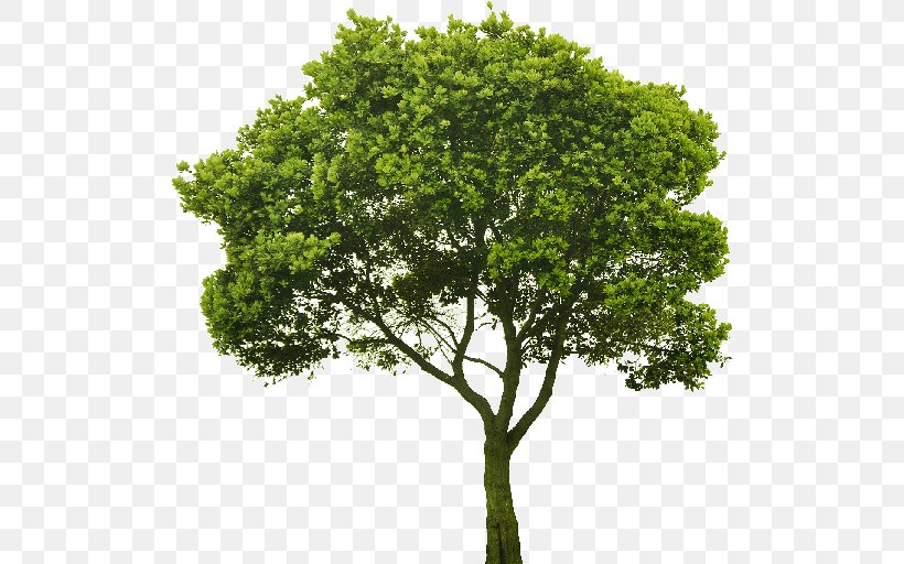 Tree Vector Graphics Leaf Illustration Red Maple, PNG, 512x512px, Tree, Arbor Day, Art, Branch, California Live Oak Download Free