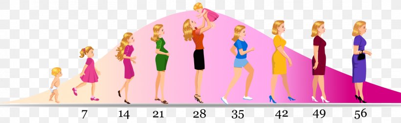 Woman Life Menopause Evolution Biology, PNG, 1617x497px, Woman, Alfred Russel Wallace, Biology, Brand, Cystocele Download Free