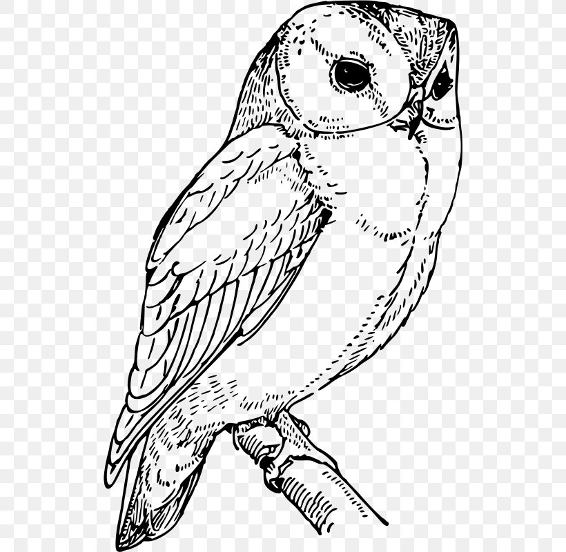 Barn Owl Drawing Coloring Book Clip Art, PNG, 520x800px, Owl, Art, Artwork, Barn Owl, Beak Download Free