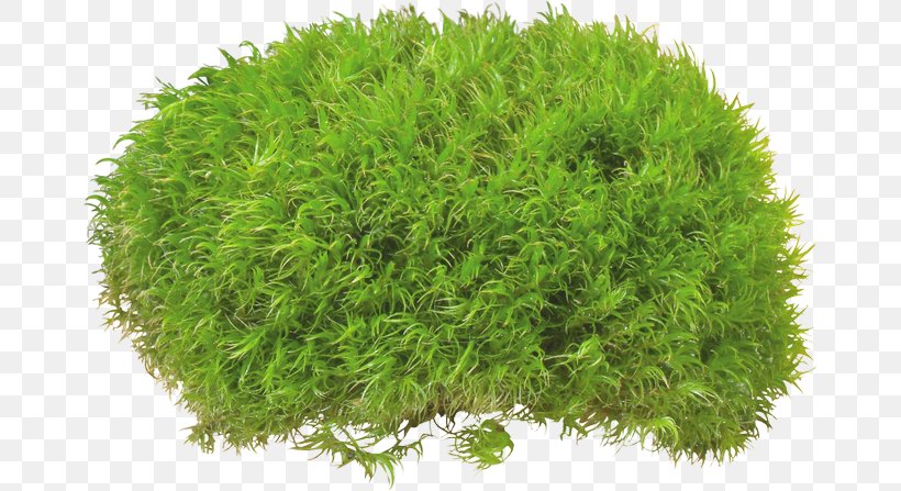 Clip Art, PNG, 670x447px, Grass, Evergreen, File Size, Groundcover, Herb Download Free