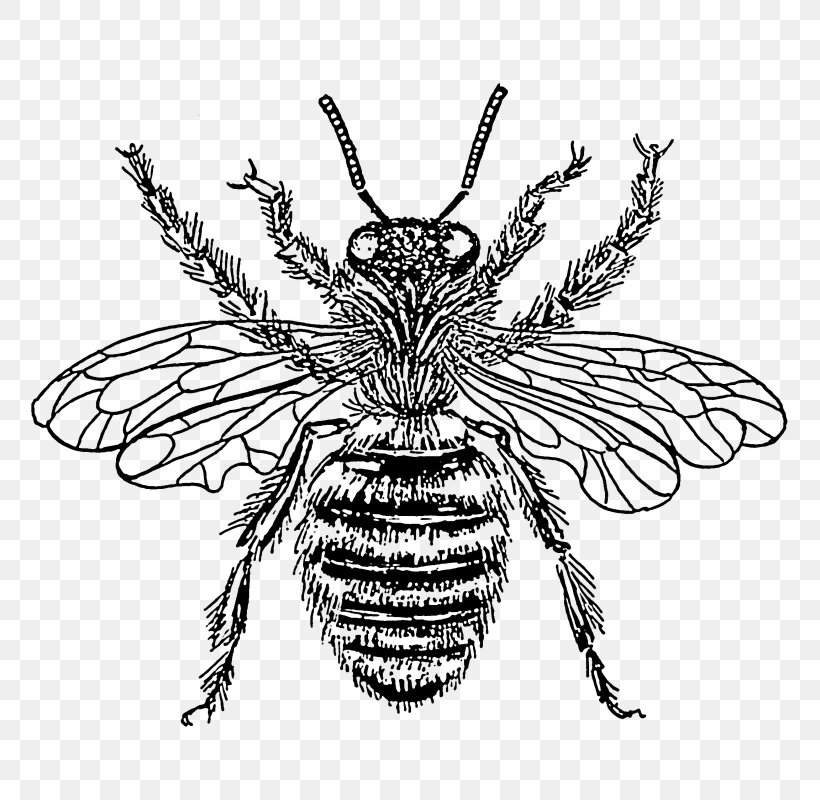 European Dark Bee Insect Clip Art Black And White, PNG, 800x800px, Bee, Art, Arthropod, Black And White, Bumblebee Download Free