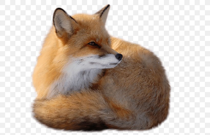 Red Fox, PNG, 600x528px, Red Fox, Dog Like Mammal, Drawing, Fauna, Fox Download Free