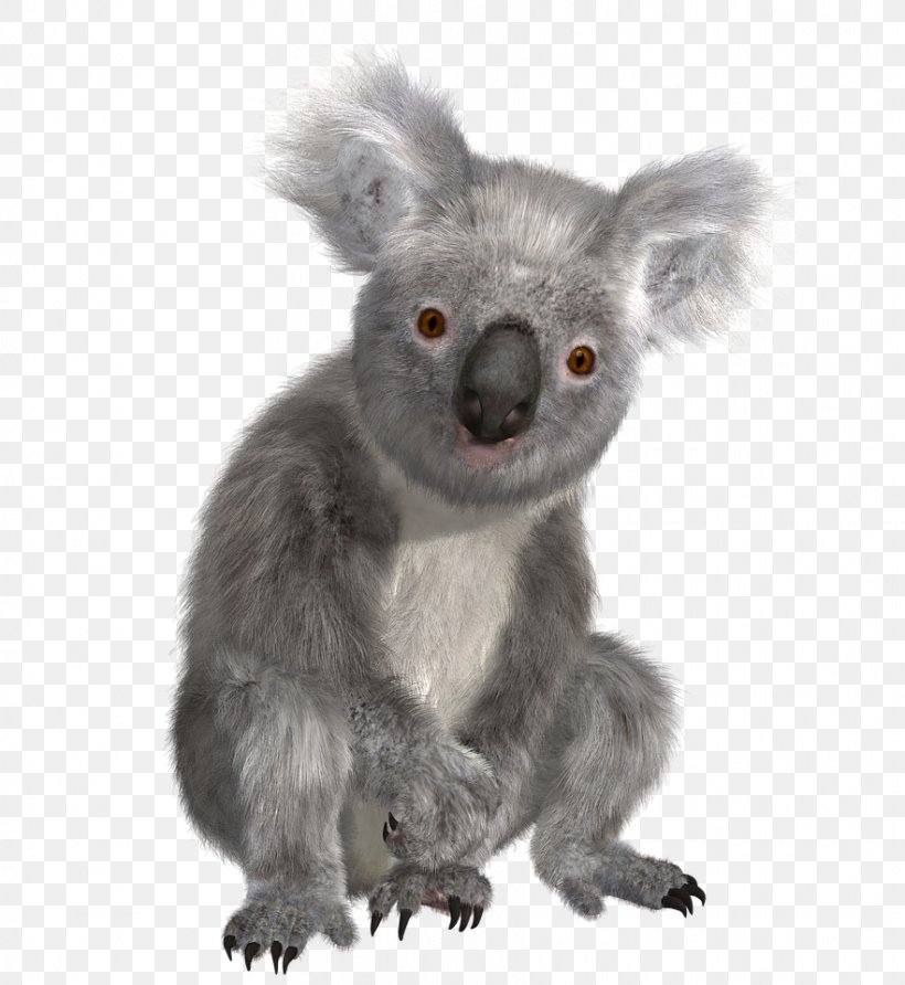 Australia Koala T-shirt Marsupial Bear, PNG, 882x960px, Australia, Animal, Aussie, Bear, Cuteness Download Free