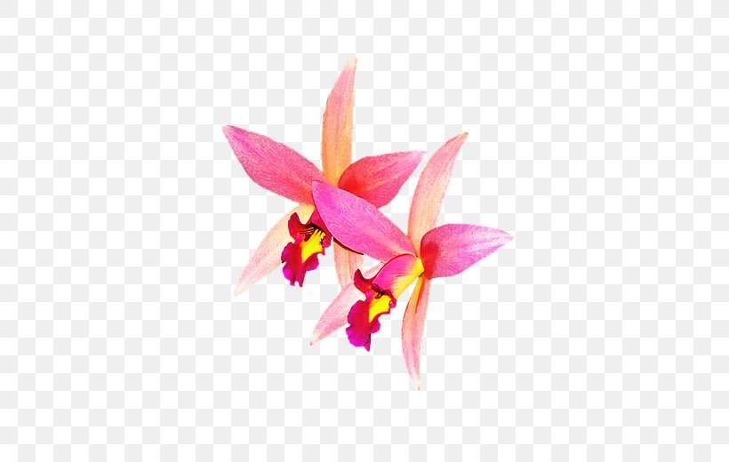 Cattleya Orchids Rose, PNG, 640x520px, Orchids, Cattleya, Cattleya Orchids, Cottonwood, Flora Download Free