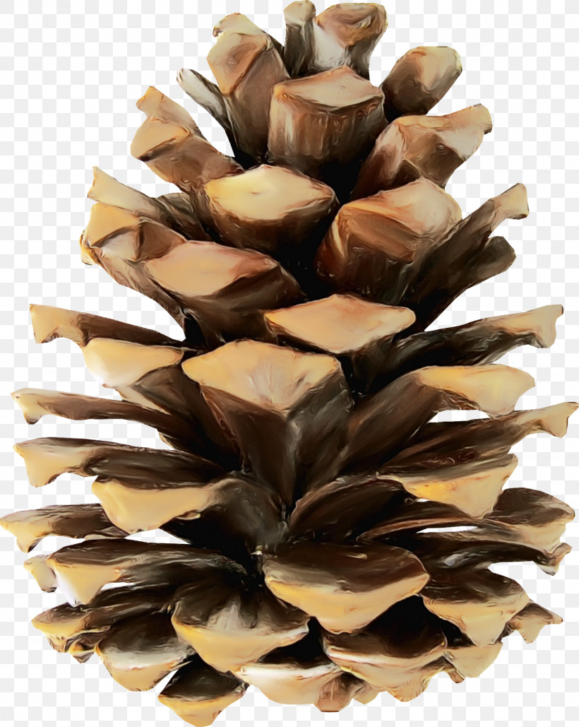 Conifer Cone Pine Wood Tree /m/083vt, PNG, 1626x2042px, Watercolor, Conifer Cone, Conifers, M083vt, Paint Download Free