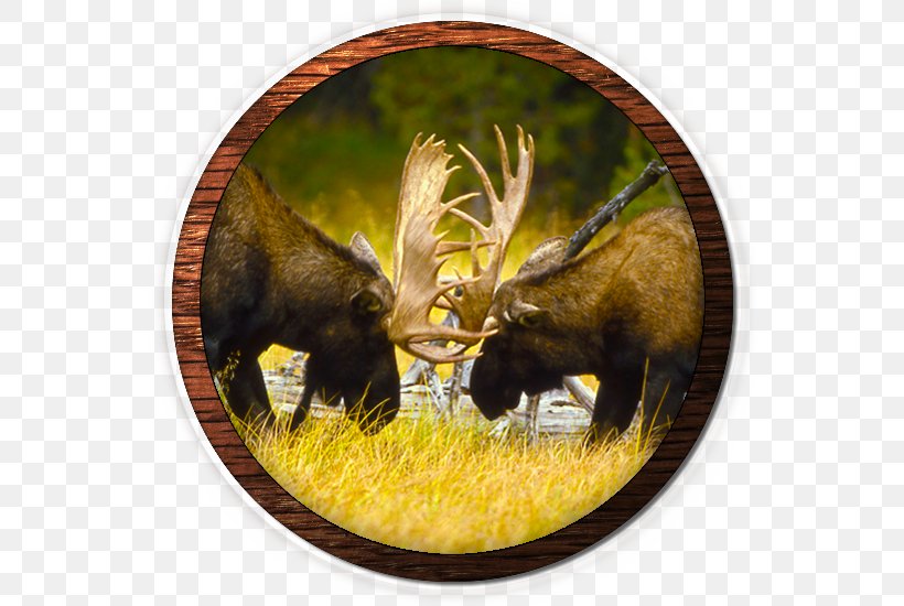 Moose Gray Wolf Deer Elk Game Meat, PNG, 553x550px, Moose, Animal, Antler, Brown Bear, Deer Download Free