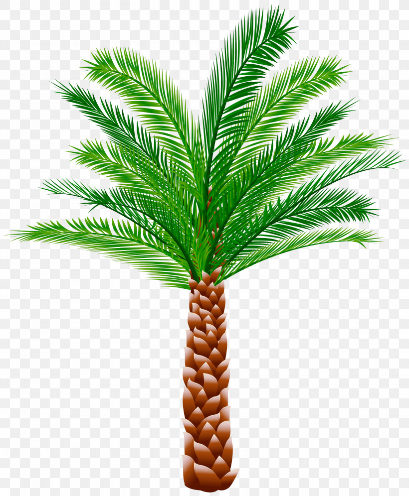 Palm Tree, PNG, 2469x3000px, Yellow Fir, American Larch, American Pitch Pine, Arecales, Attalea Speciosa Download Free