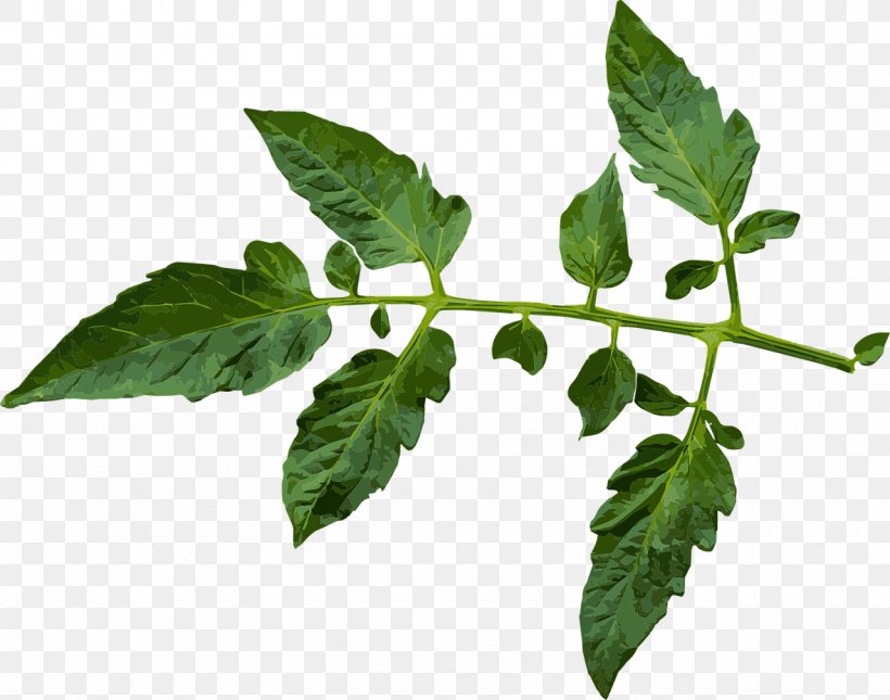 Plant Leaf Tomato Juice Black Krim Pest, PNG, 1280x1008px, Plant, Aphid, Basil, Beefsteak Tomato, Black Krim Download Free