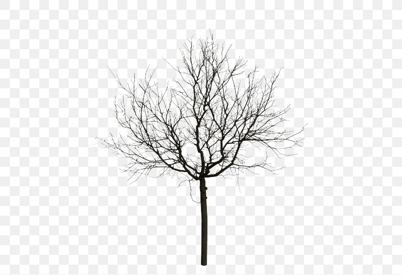 Animation Stock Photography Tree, PNG, 631x561px, Animation, Animated Cartoon, Black And White, Branch, Computer Animation Download Free