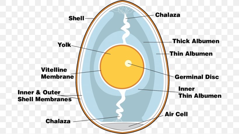 Chicken Boiled Egg Anatomy Eggshell, PNG, 700x461px, Chicken, Anatomy, Area, Boiled Egg, Chalaza Download Free