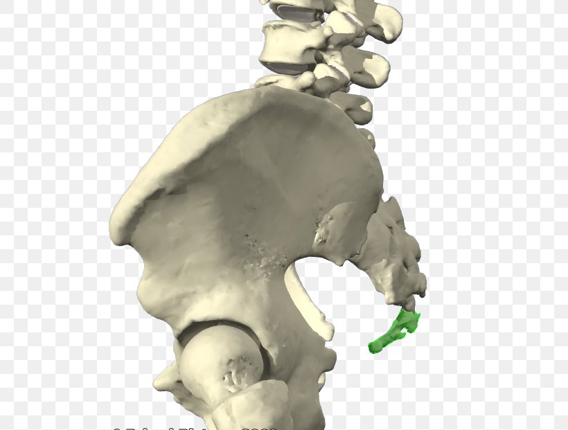 คลินิกกระดูกและข้อ สันป่าข่อยคลินิก Coccyx Coccydynia Bone Vertebral Column, PNG, 517x621px, Coccyx, Ache, Bone, Coccydynia, Diagnose Download Free