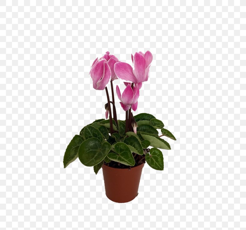 Cyclamen Flowerpot Houseplant, PNG, 709x768px, Cyclamen, Color, Cut Flowers, Flower, Flowering Plant Download Free