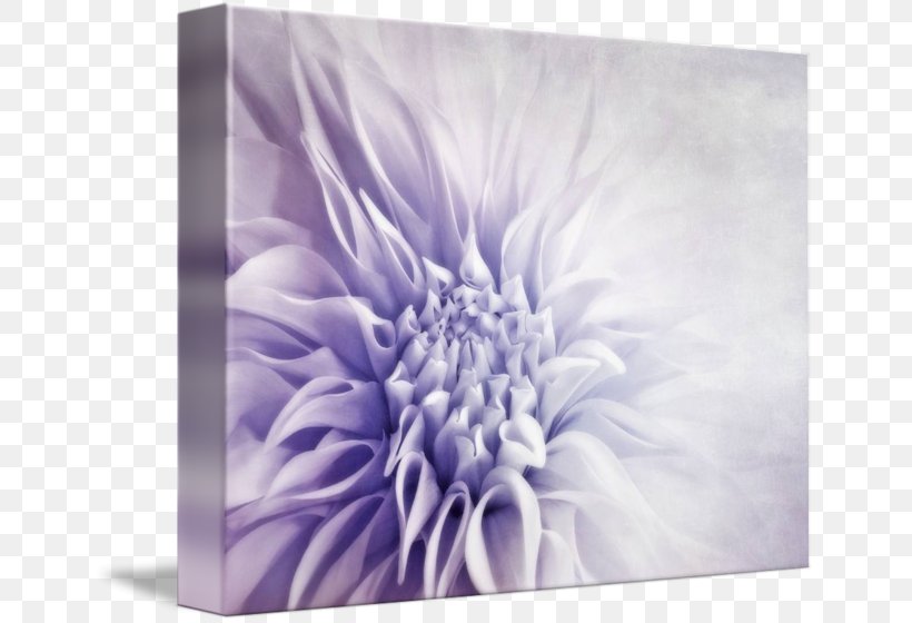 Gallery Wrap Chrysanthemum Canvas Art Dahlia, PNG, 650x560px, Gallery Wrap, Art, Canvas, Chrysanthemum, Chrysanths Download Free