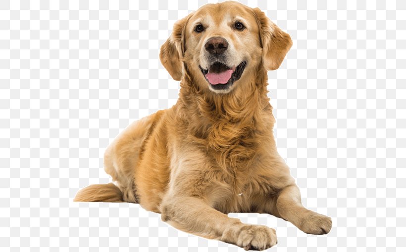 Golden Retriever Puppy Dog Training Shock Collar Dog Toys, PNG, 525x510px, Golden Retriever, Bark, Carnivoran, Cat, Collar Download Free