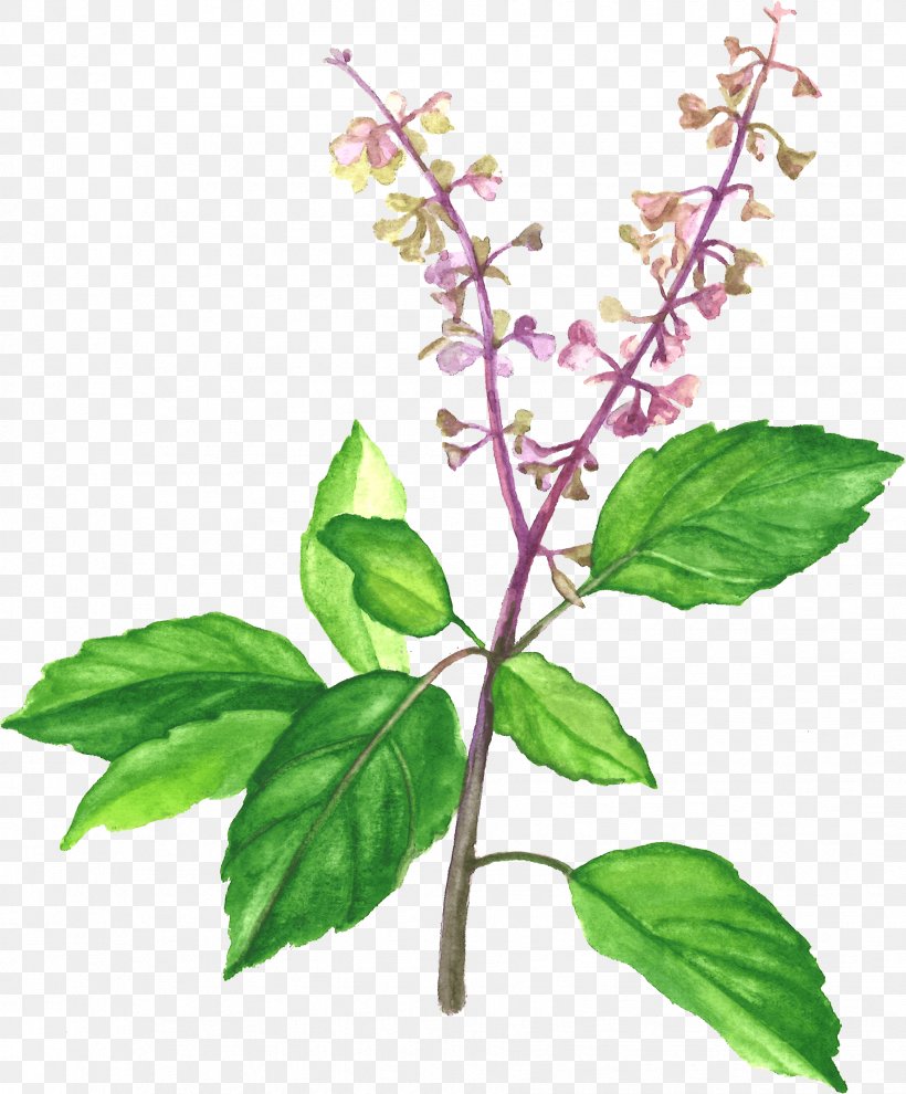 Holy Basil Herb Medicinal Plants Vegetarian Cuisine, PNG, 1837x2218px, Holy Basil, Basil, Black Pepper, Chinese Cinnamon, Cinnamon Download Free