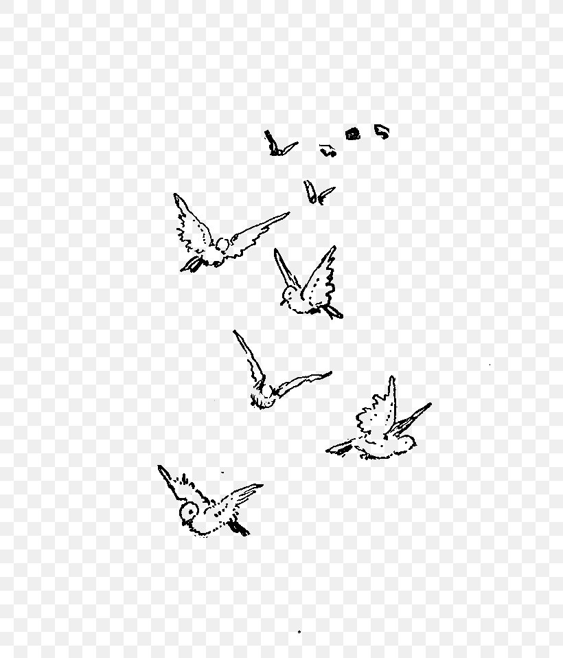Bird Flight Drawing Flock Clip Art, PNG, 800x958px, Bird, Area, Art, Artwork, Beak Download Free