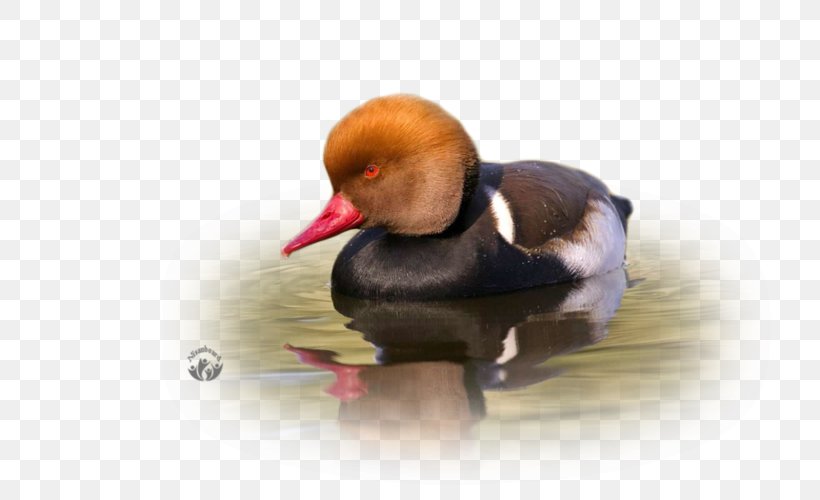 Duck Water Bird Photography Beak, PNG, 800x500px, 2017, Duck, Advertising, Beak, Bird Download Free