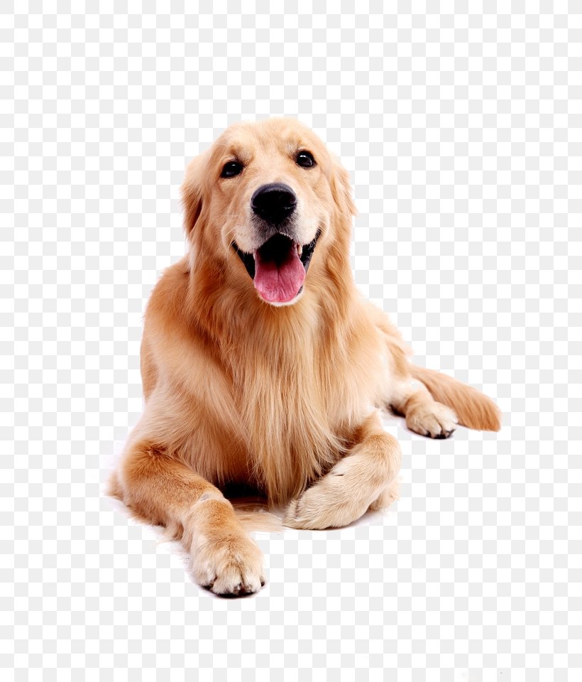 Golden Retriever Labrador Retriever Puppy, PNG, 640x960px, Pug, Bark, Canidae, Carnivoran, Collar Download Free