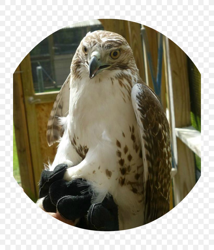 Red-tailed Hawk Buzzard Eagle Dan Woog -- GLBT Activist/speaker, PNG, 720x960px, Hawk, Accipitriformes, Beak, Bird, Bird Of Prey Download Free