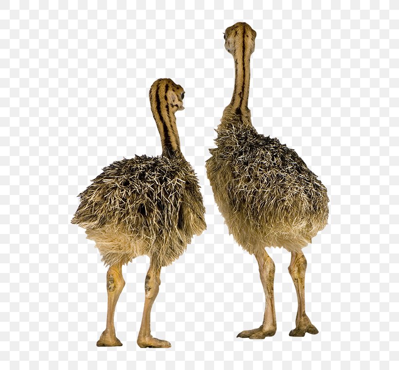 Common Ostrich Bird Incubator Chicken Emu, PNG, 650x759px, Common Ostrich, Animal, Beak, Bird, Camel Download Free