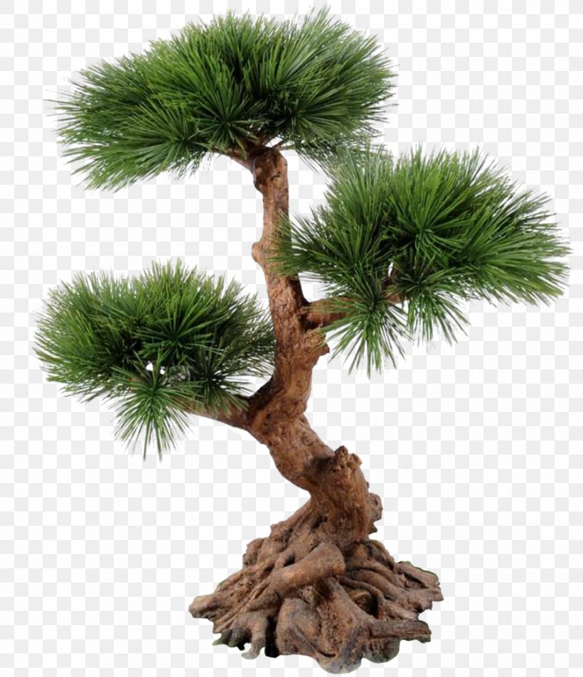 Conifers Download Trunk Tree, PNG, 900x1047px, Conifers, Bonsai, Branch, Computer Software, Conifer Download Free