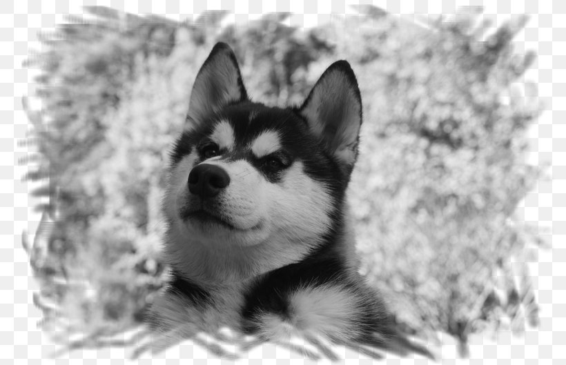Miniature Siberian Husky Sakhalin Husky Canadian Eskimo Dog Alaskan Malamute, PNG, 794x529px, Miniature Siberian Husky, Alaskan Husky, Alaskan Klee Kai, Alaskan Malamute, Black And White Download Free