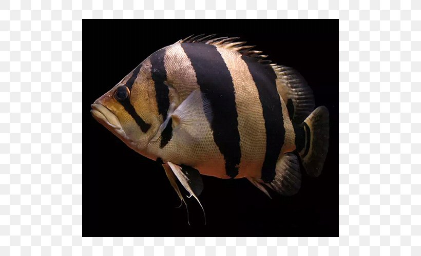 Siamese Tigerfish Datnioides Microlepis, PNG, 500x500px, Tigerfish, Aquarium, Asian Arowana, Bass, Close Up Download Free